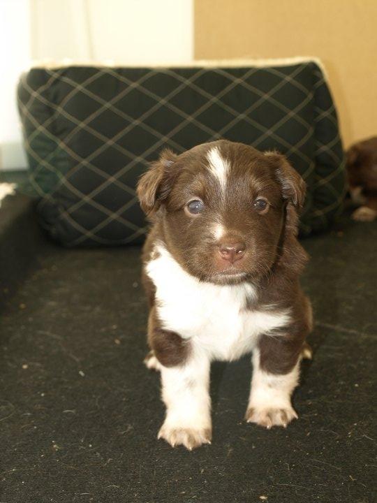 Islandsk fårehund Mille billede 10