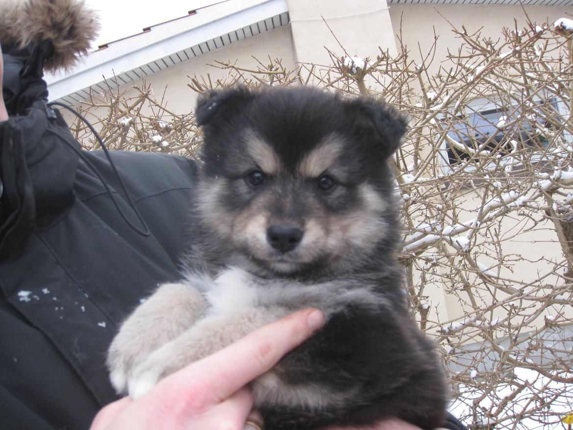 Finsk lapphund Magni  - Billede taget af Kim Lerche billede 6