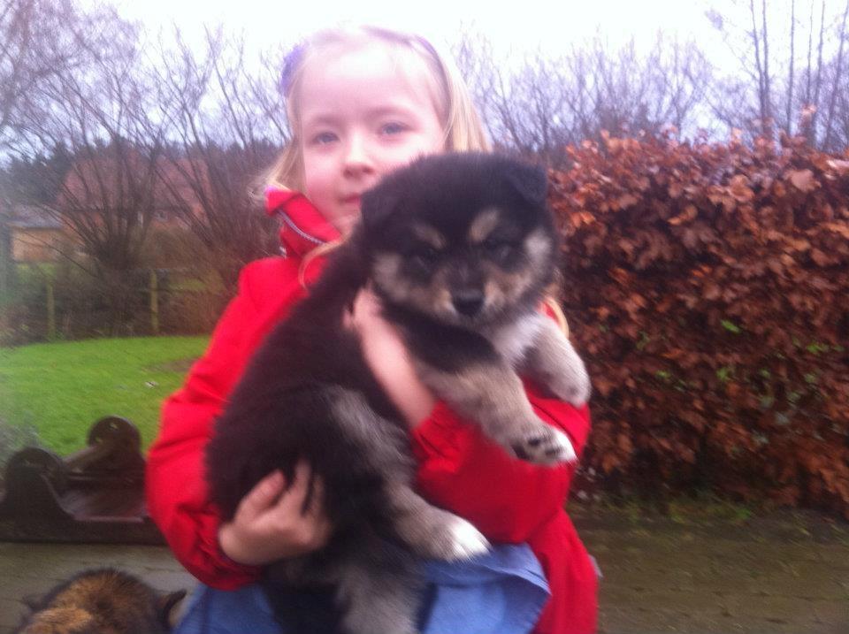 Finsk lapphund Magni  billede 7