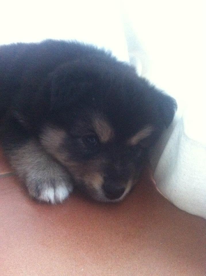 Finsk lapphund Magni  billede 9