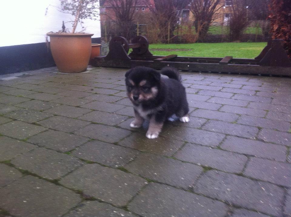 Finsk lapphund Magni  billede 10