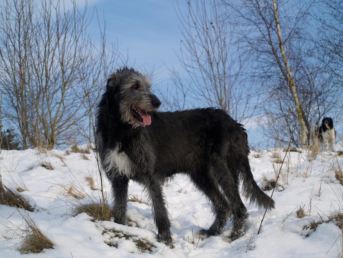 Irsk ulvehund Dharma billede 11