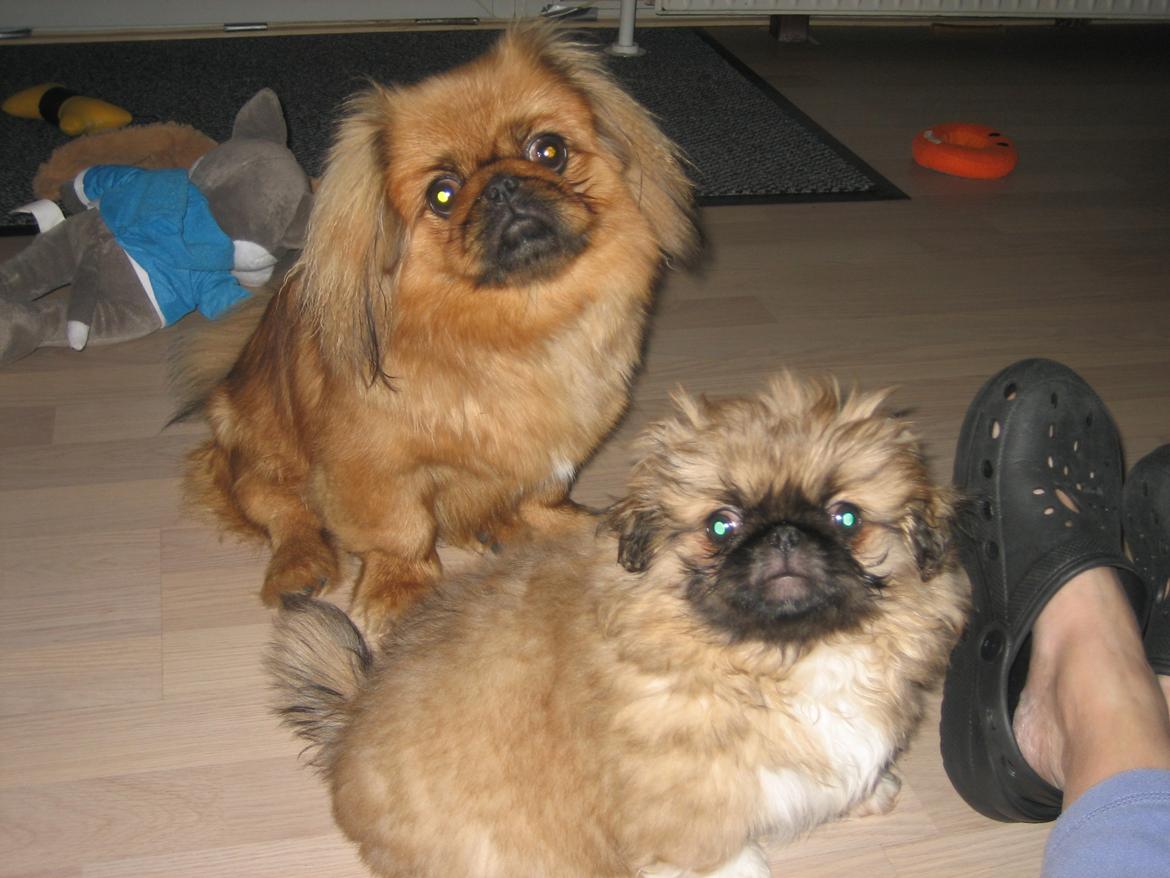 Pekingeser Novaki - Soffi passer altid på mig ..men hun kan satme osse blive sur.. billede 9