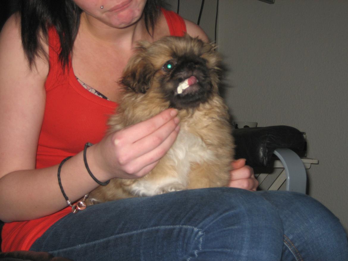Pekingeser Novaki - smager lige en popcorn..uhm  billede 10