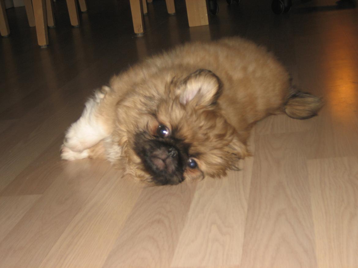 Pekingeser Novaki - ligger faktisk og sover.. billede 11