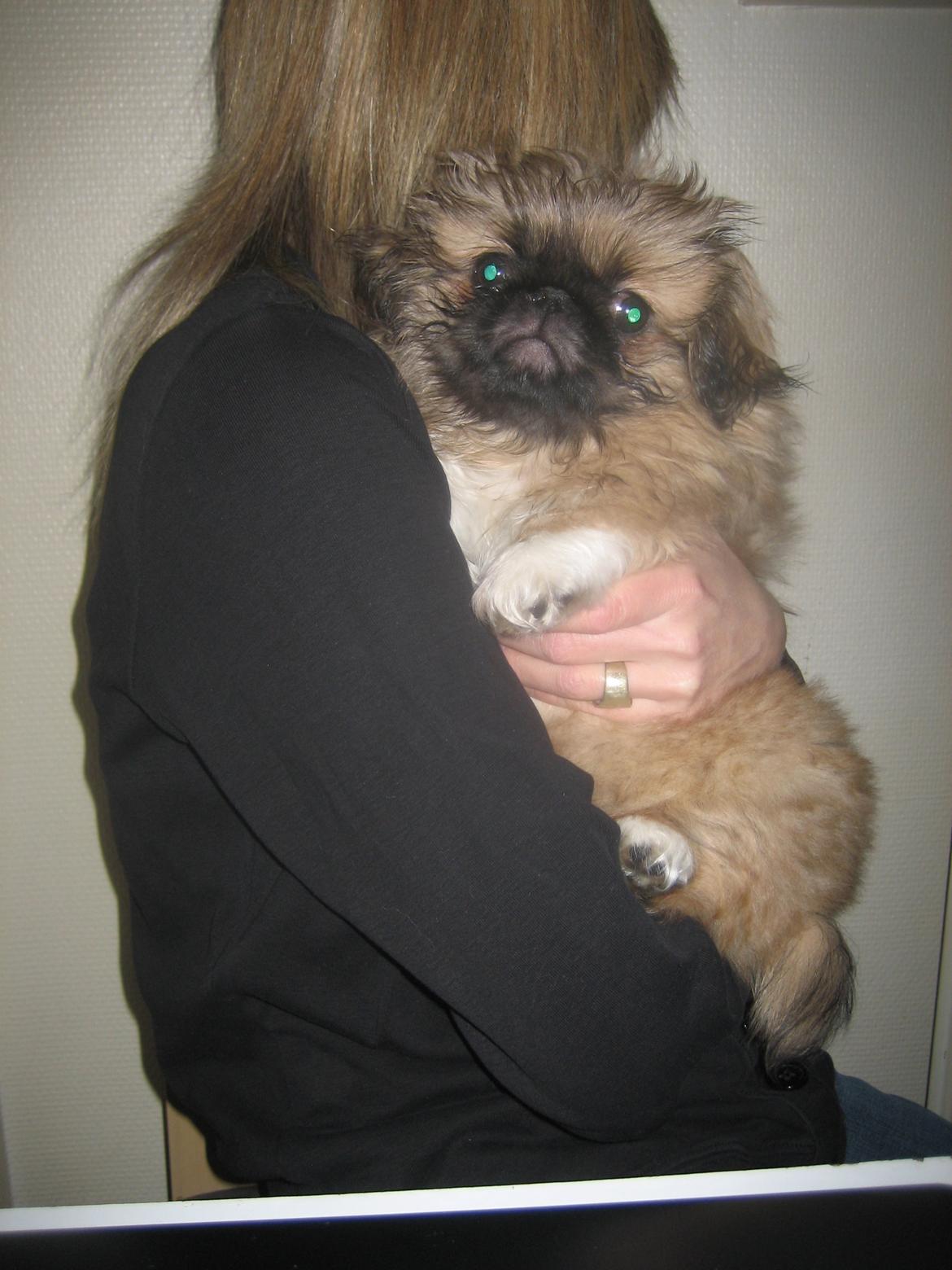 Pekingeser Novaki - på arm af min madmor.. billede 12