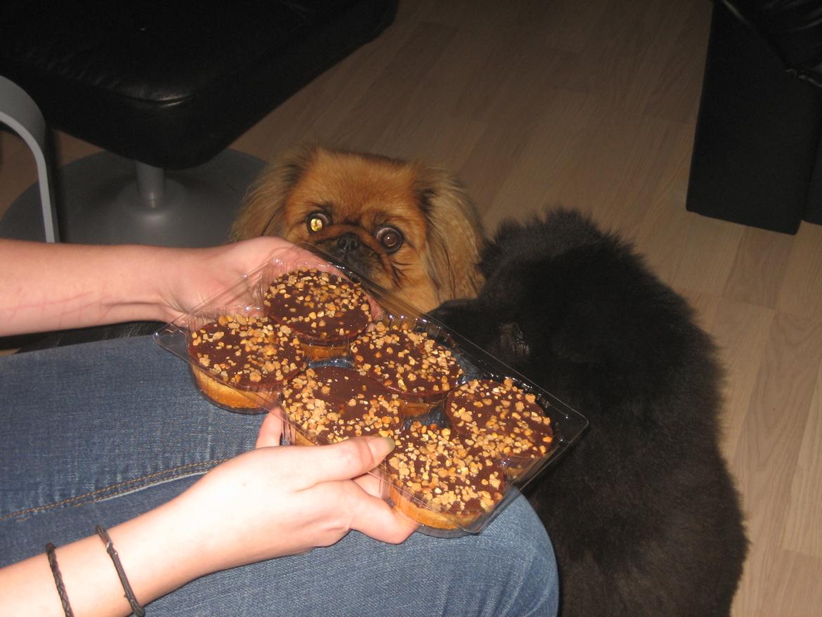 Chow chow Xiva billede 10