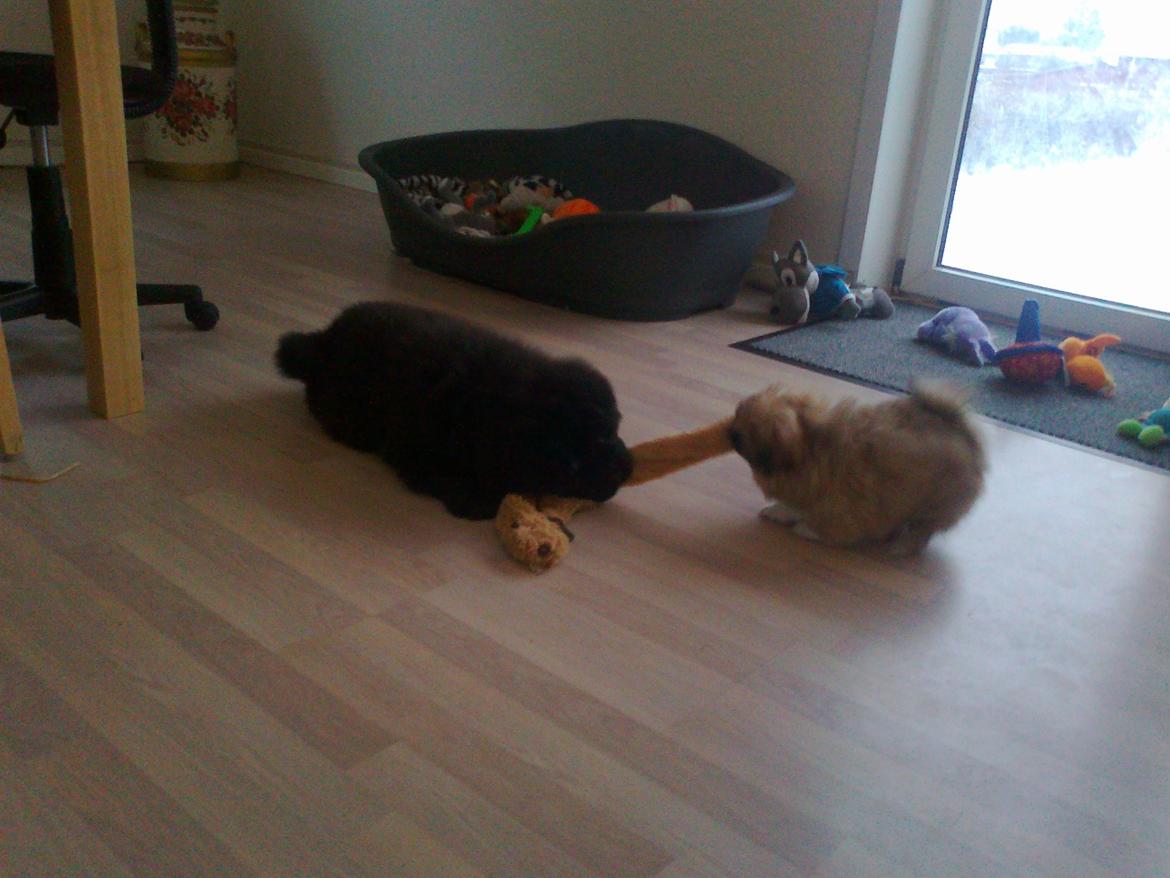 Chow chow Xiva billede 11