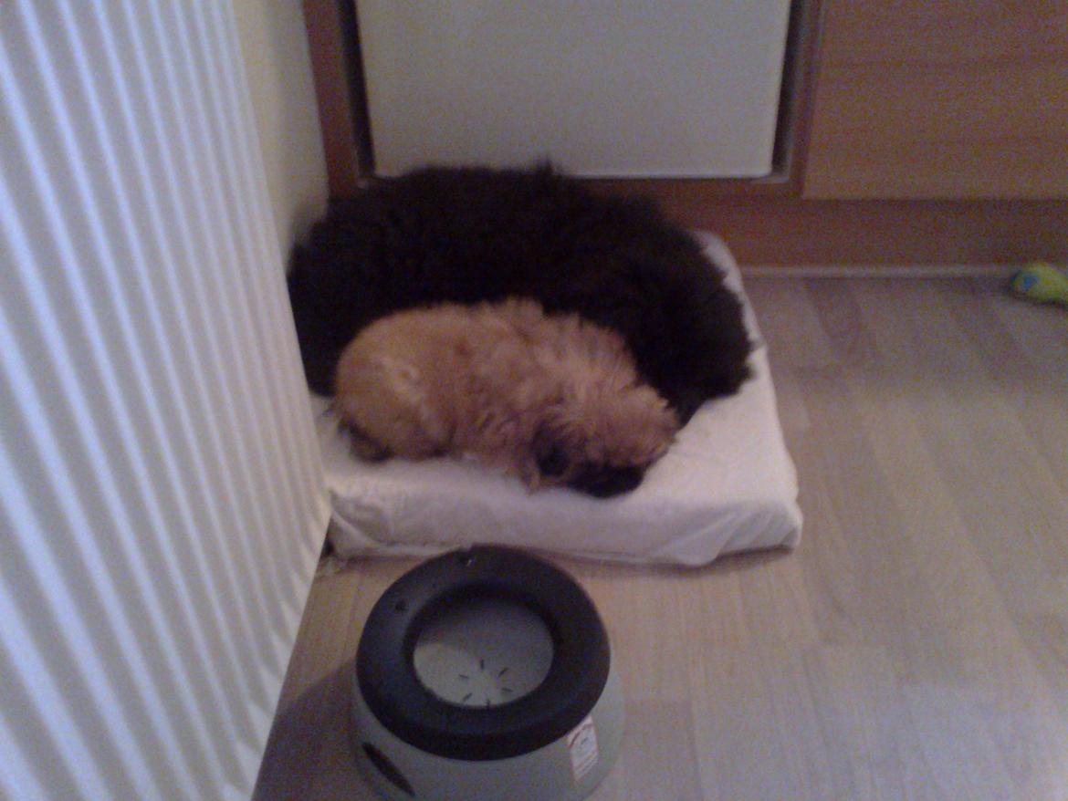 Chow chow Xiva billede 12