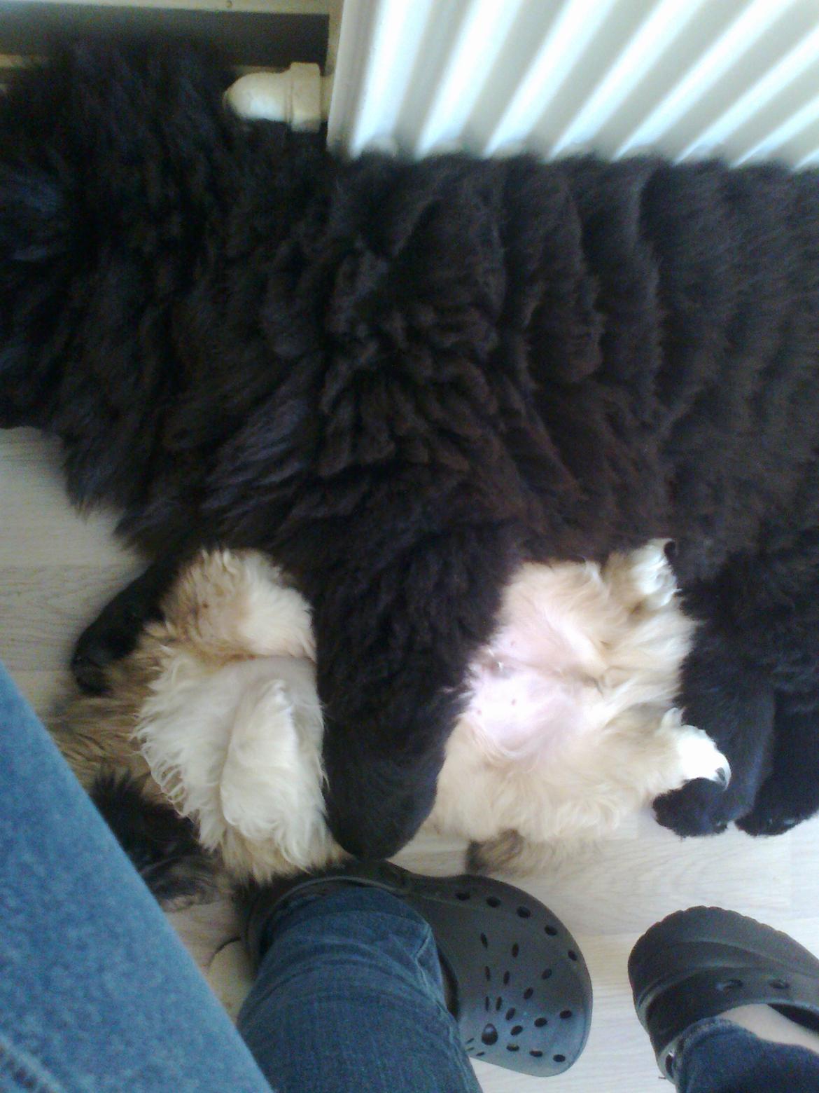 Chow chow Xiva billede 13