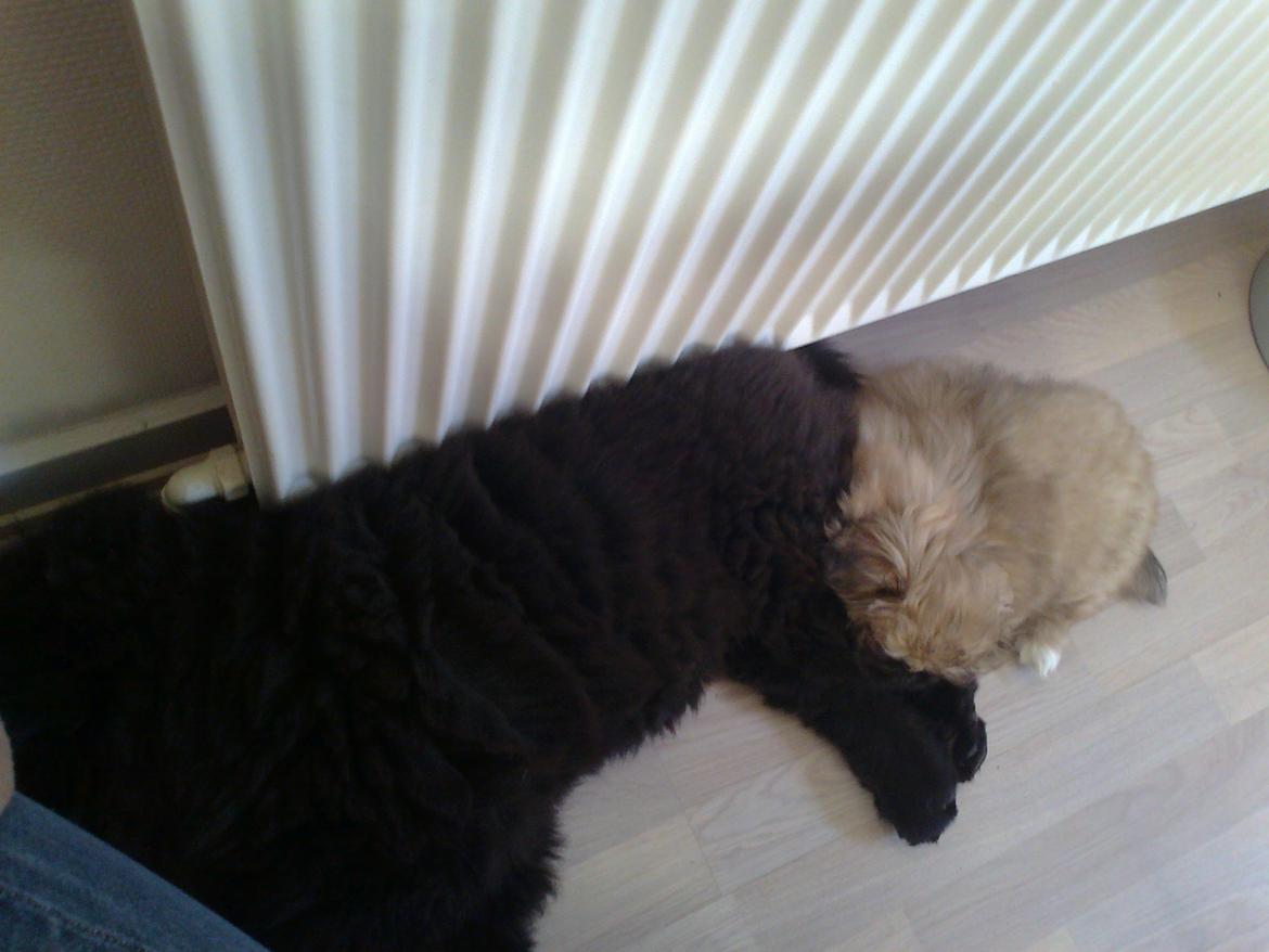 Chow chow Xiva billede 14