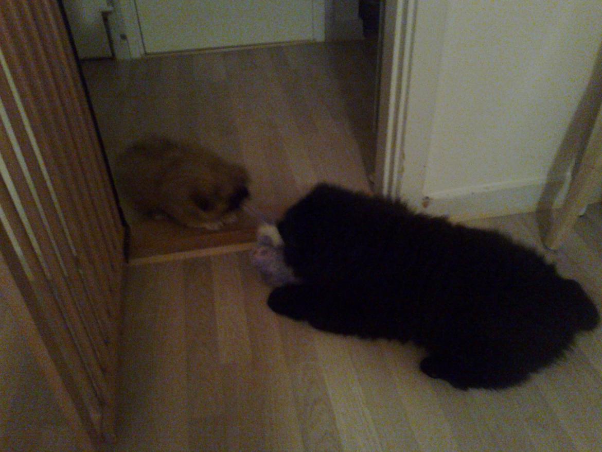 Pekingeser Novaki - Xiva og jeg vil altid have det samme legetøj ..jeg vinder somregel..hi hi. billede 13