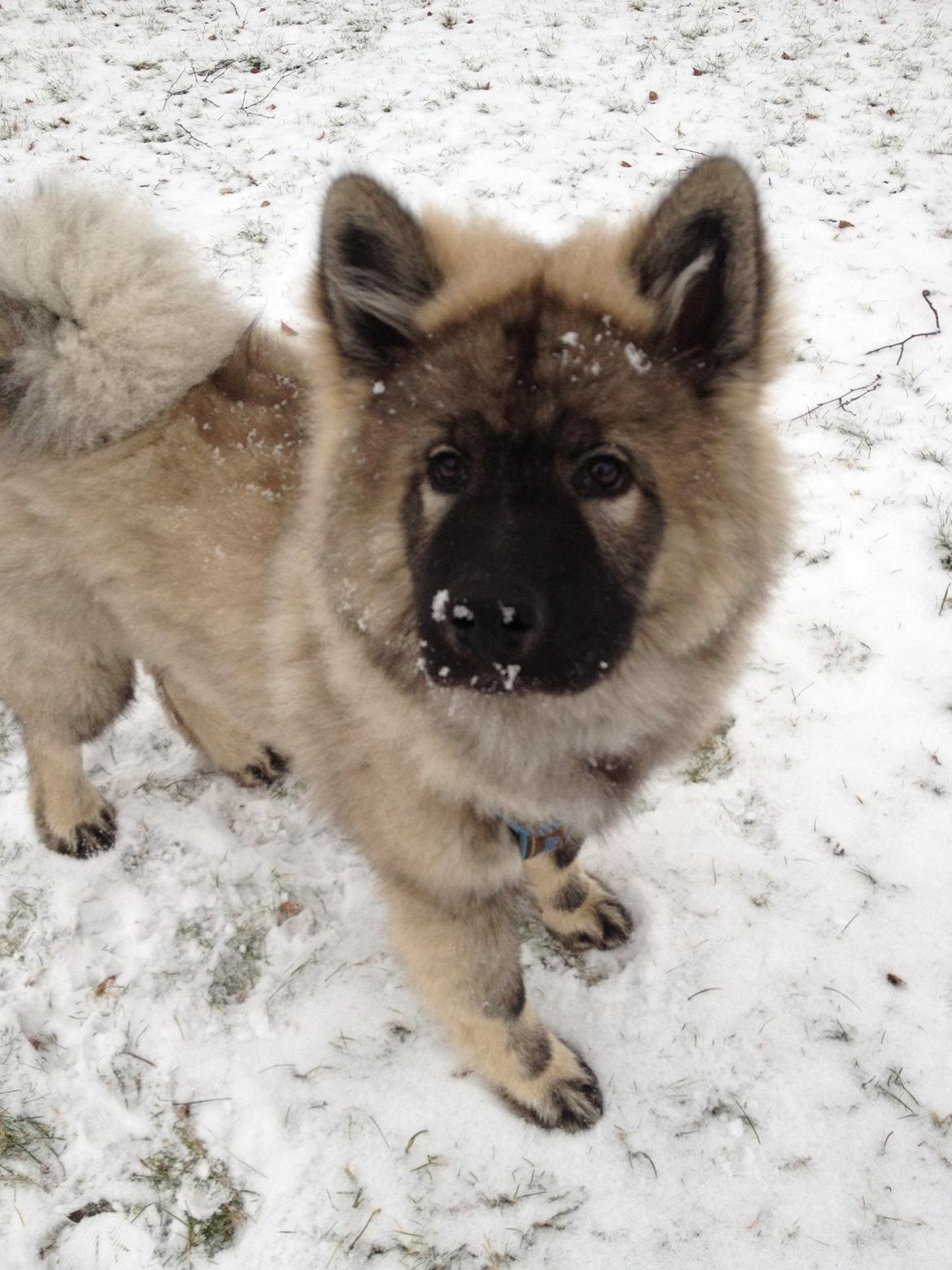 Eurasier Eurasierkrogens Artos (Niiko) - Niiko <3 sne! billede 17