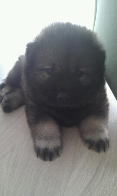 Eurasier Eurasierkrogens Artos (Niiko) - Baby-Niiko! Første gang jeg så Niiko, så han sådan ud :) billede 20