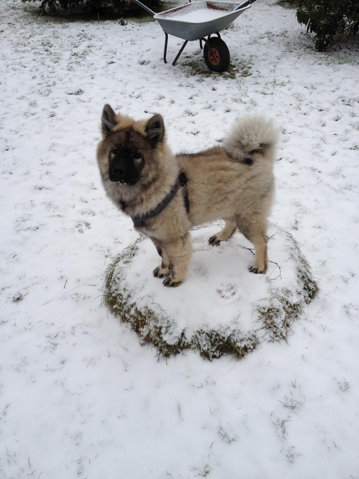 Eurasier Eurasierkrogens Artos (Niiko) - Niiko på sin kongetrone! billede 19