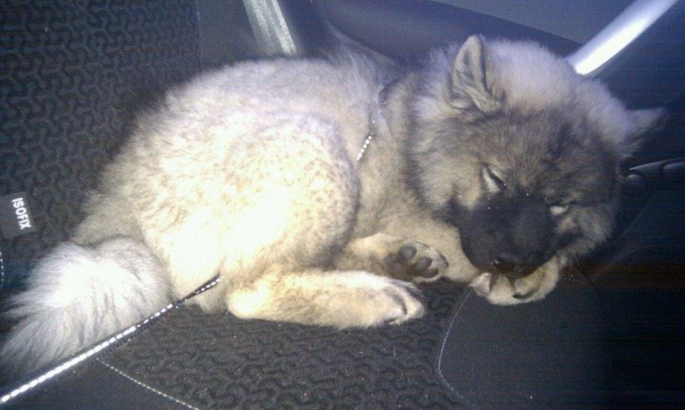 Eurasier Eurasierkrogens Artos (Niiko) - Trætte Niiko efter en god tur i skoven! billede 18