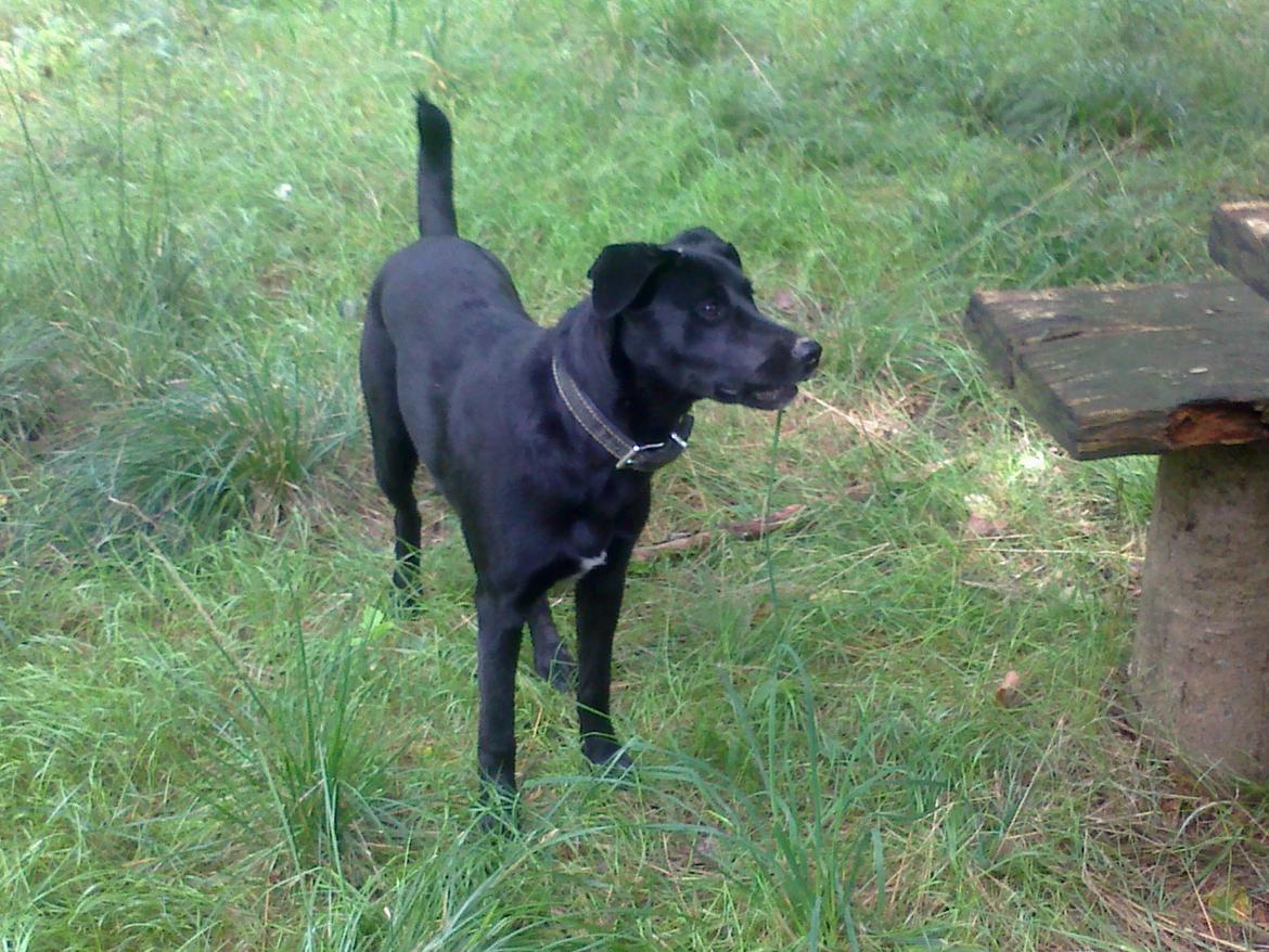 Blanding af racer Labrador/Samojede; Gia billede 15