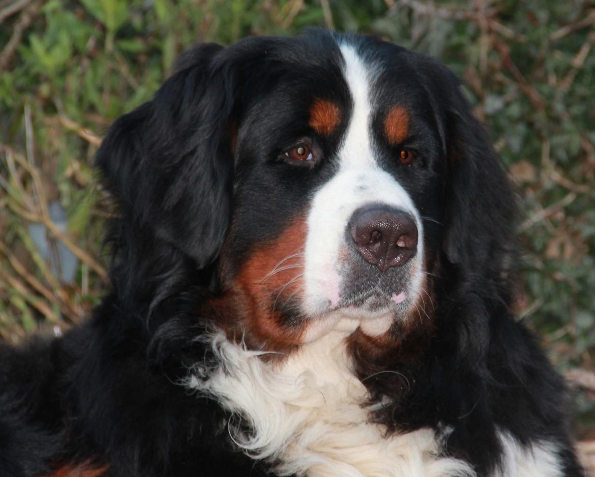 Berner sennenhund Janus billede 19