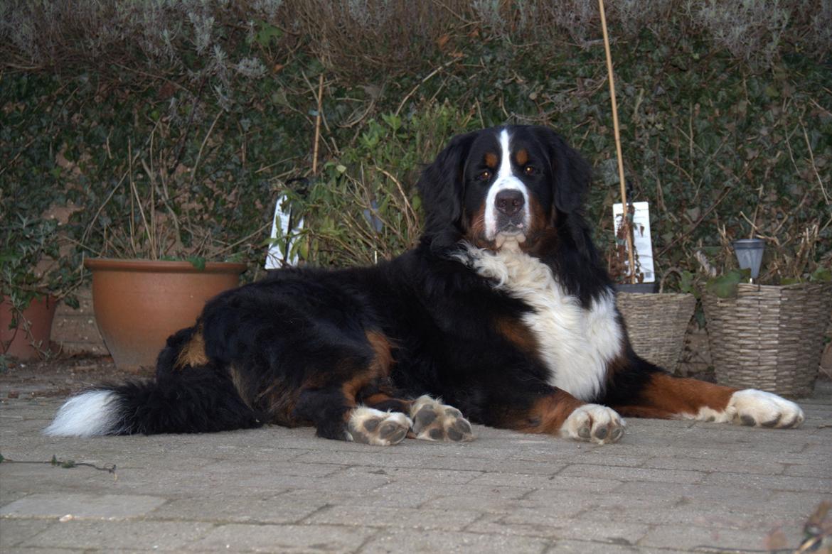 Berner sennenhund Janus billede 20