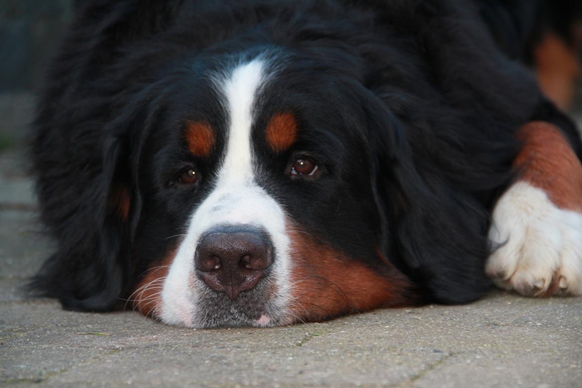 Berner sennenhund Janus billede 2