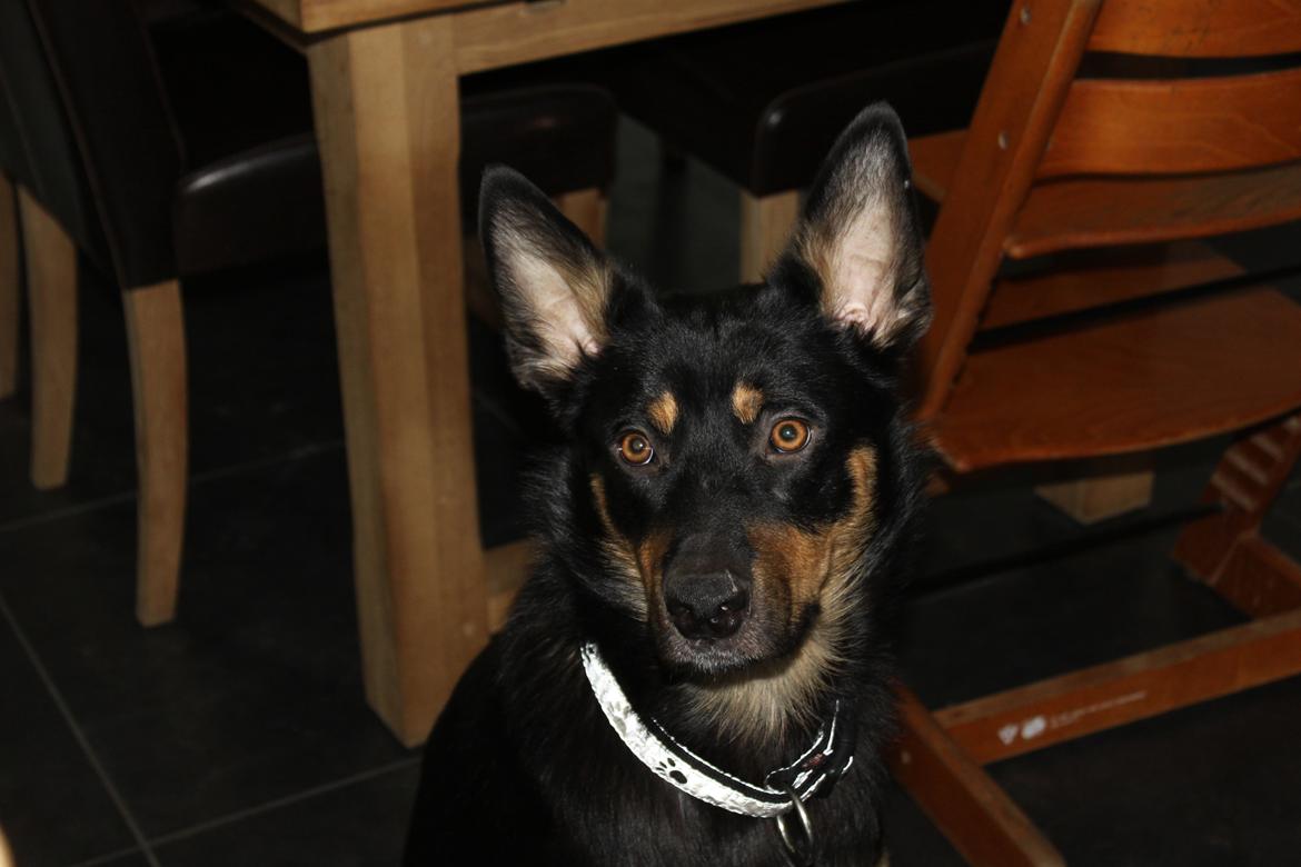 Australsk kelpie - Messi - Hans søde ansigt billede 2