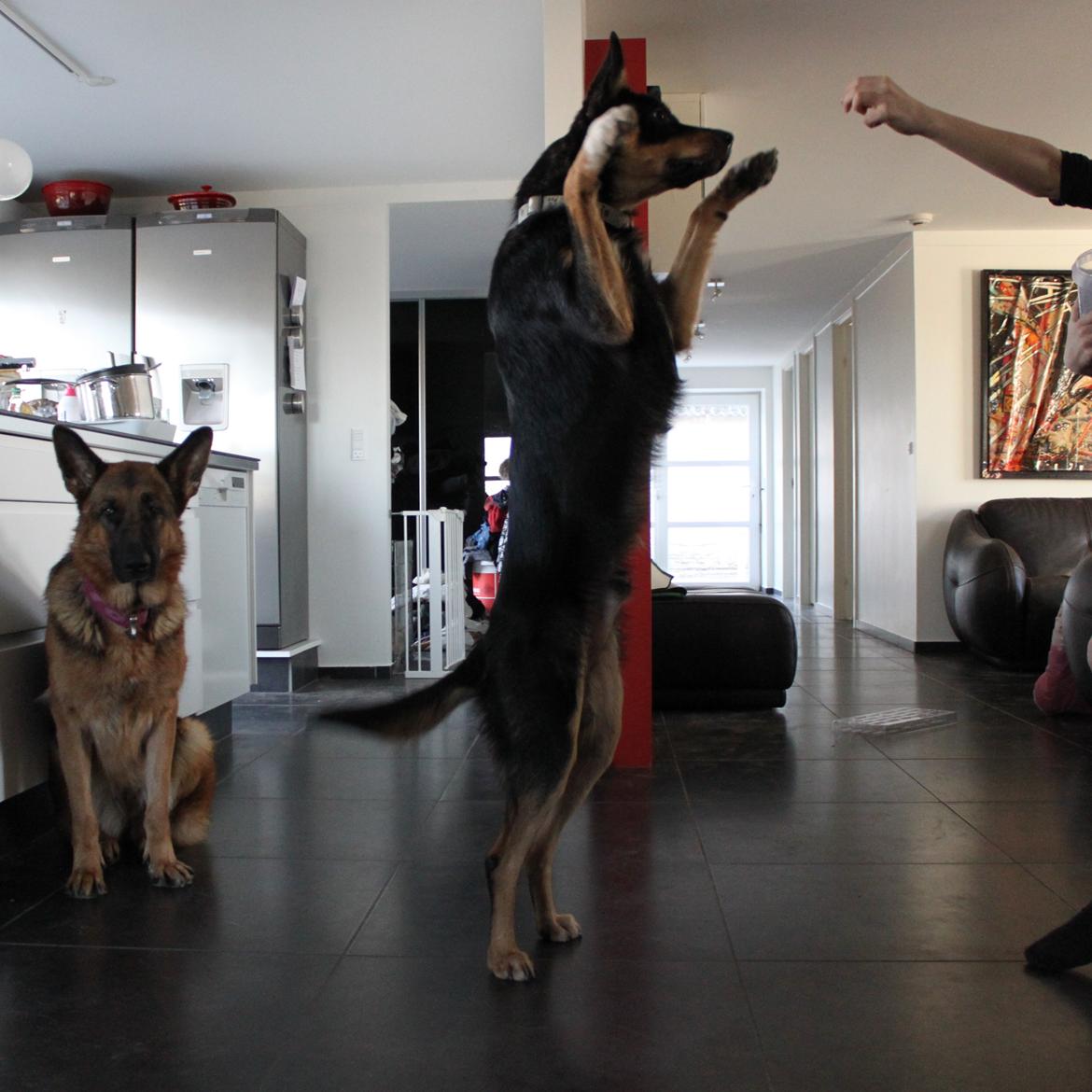 Australsk kelpie - Messi - Messi stejler billede 1