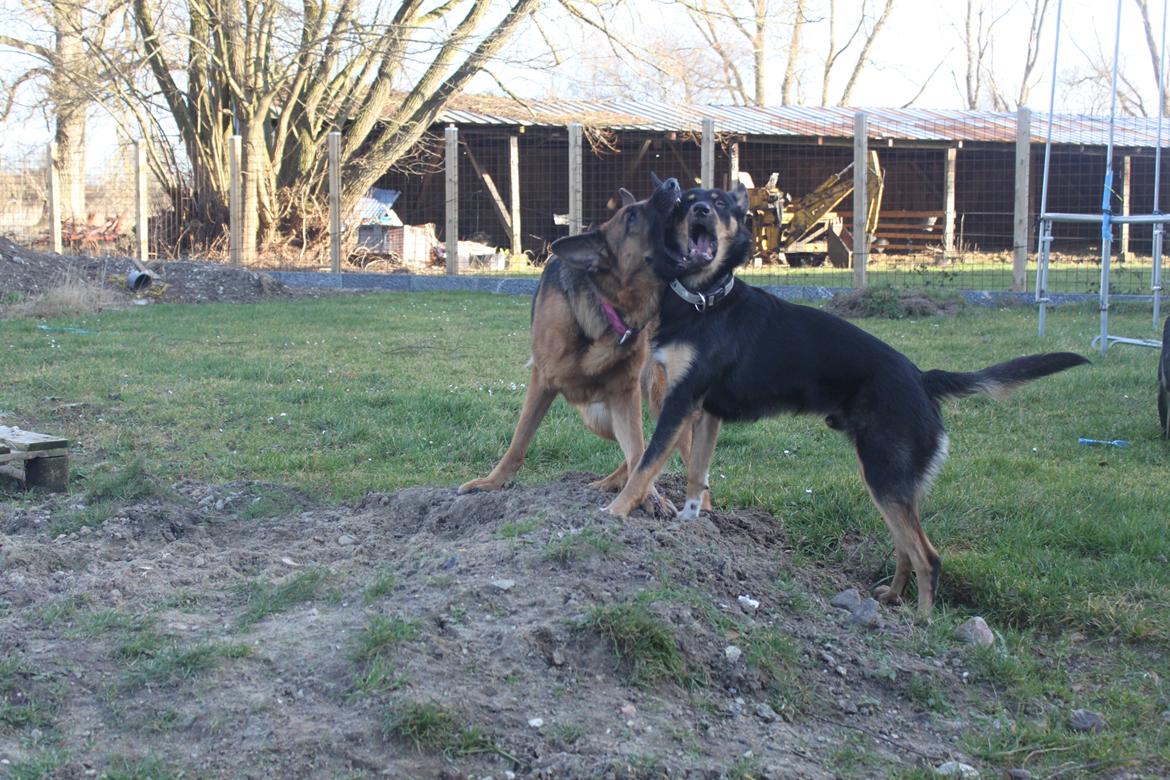 Australsk kelpie - Messi - Messi leger med vores shcæfer Sif billede 3