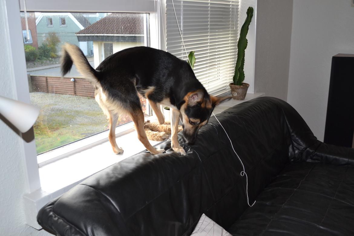 Blanding af racer Lea billede 7