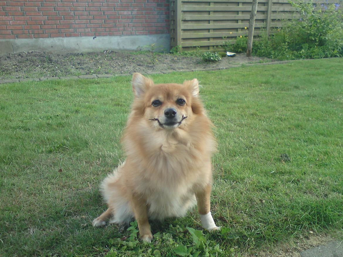 Pomeranian / Papillon *Findik* - "The Joker" .. Hehe.. Hun havde lige fået fjernet ulveneglen fordi hun fik den flækket, så det er derfor der er bind omkring.. :).. Nice billede jeg fik taget da hun legede med en gren.. :). billede 2