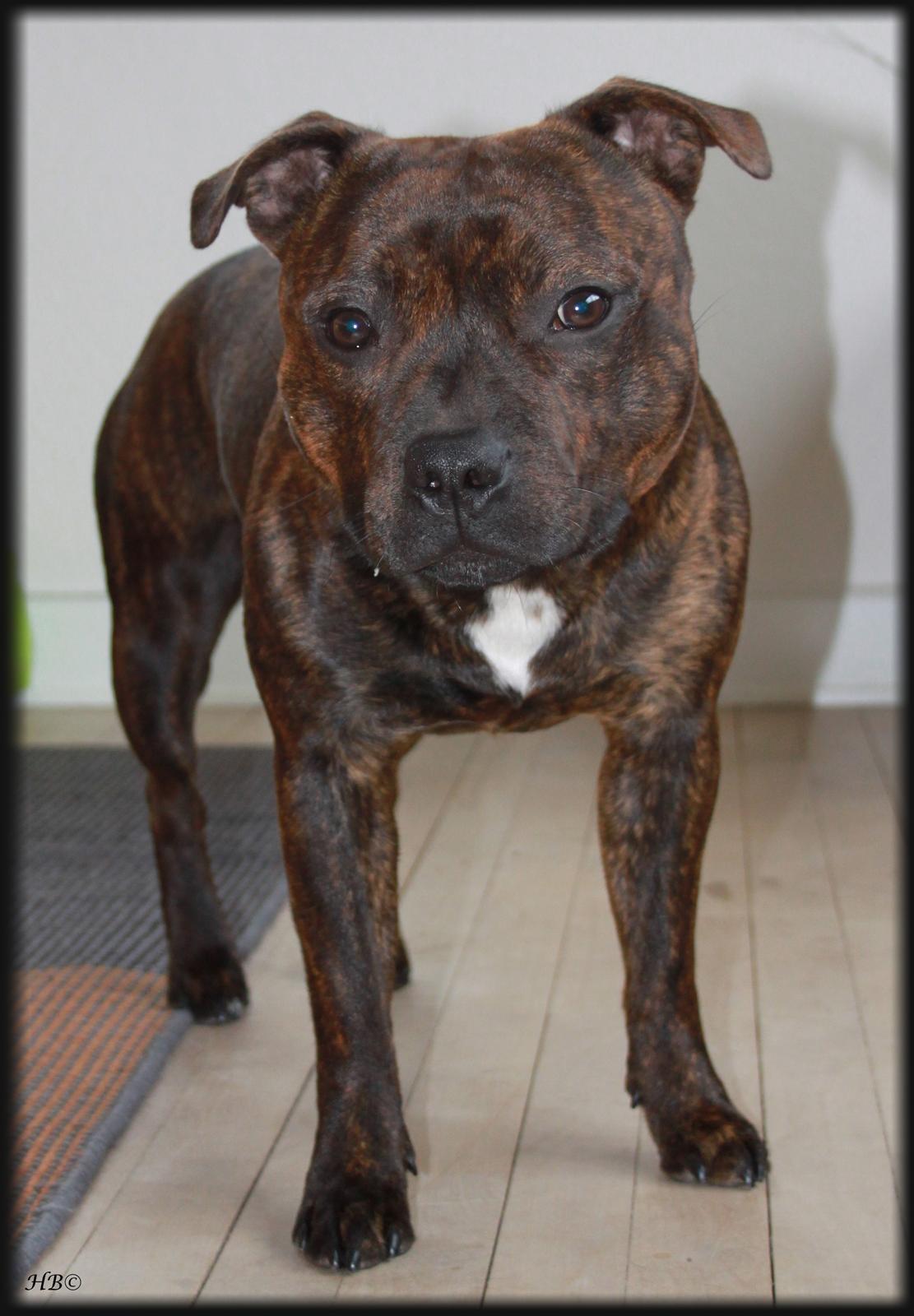 Staffordshire bull terrier Belila's Buddy - Buddy 11 mdr. billede 1