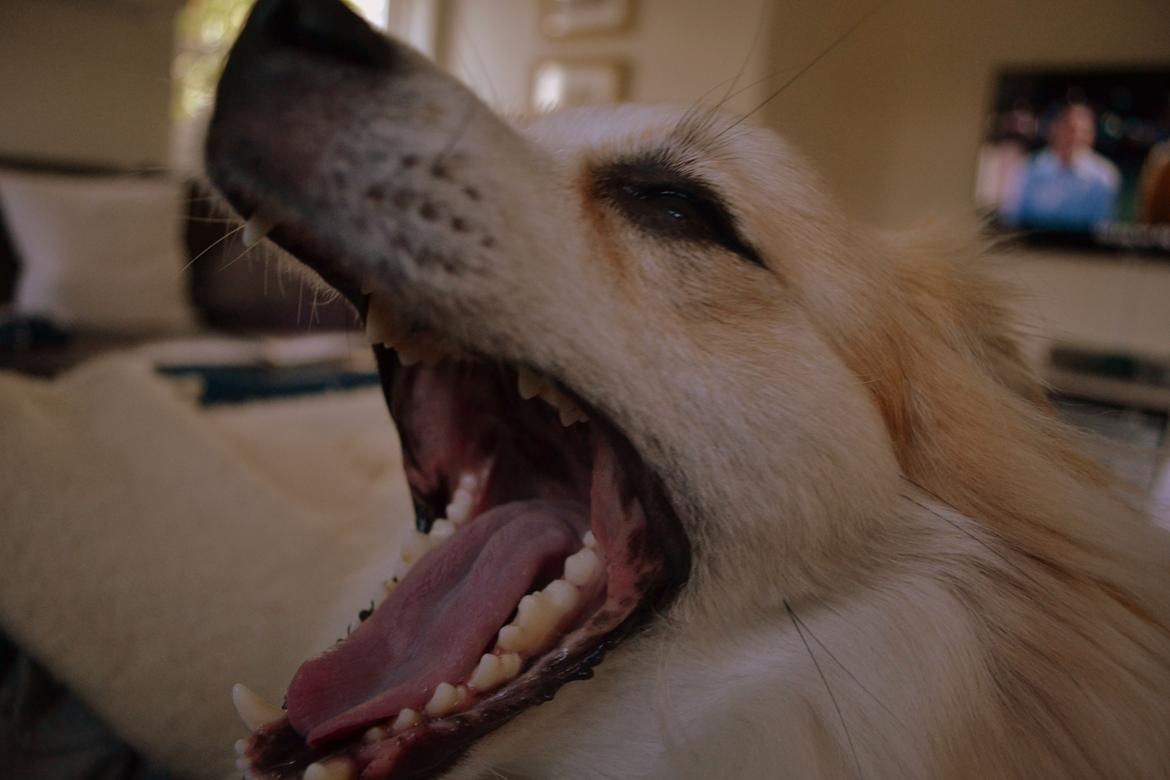 Blanding af racer Oscar - Gaaaaaaaaaaaaaaaaaaaaaaaaab... billede 12