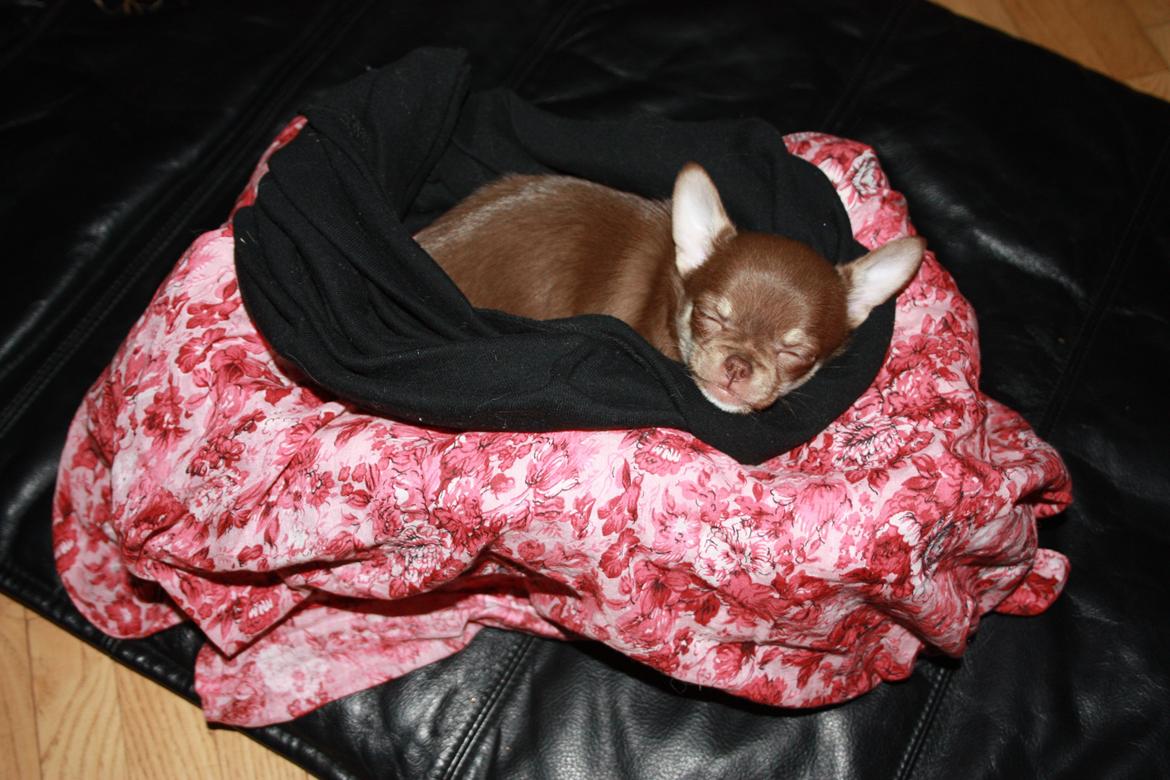 Chihuahua Pixie - 1. aften hjemme billede 1