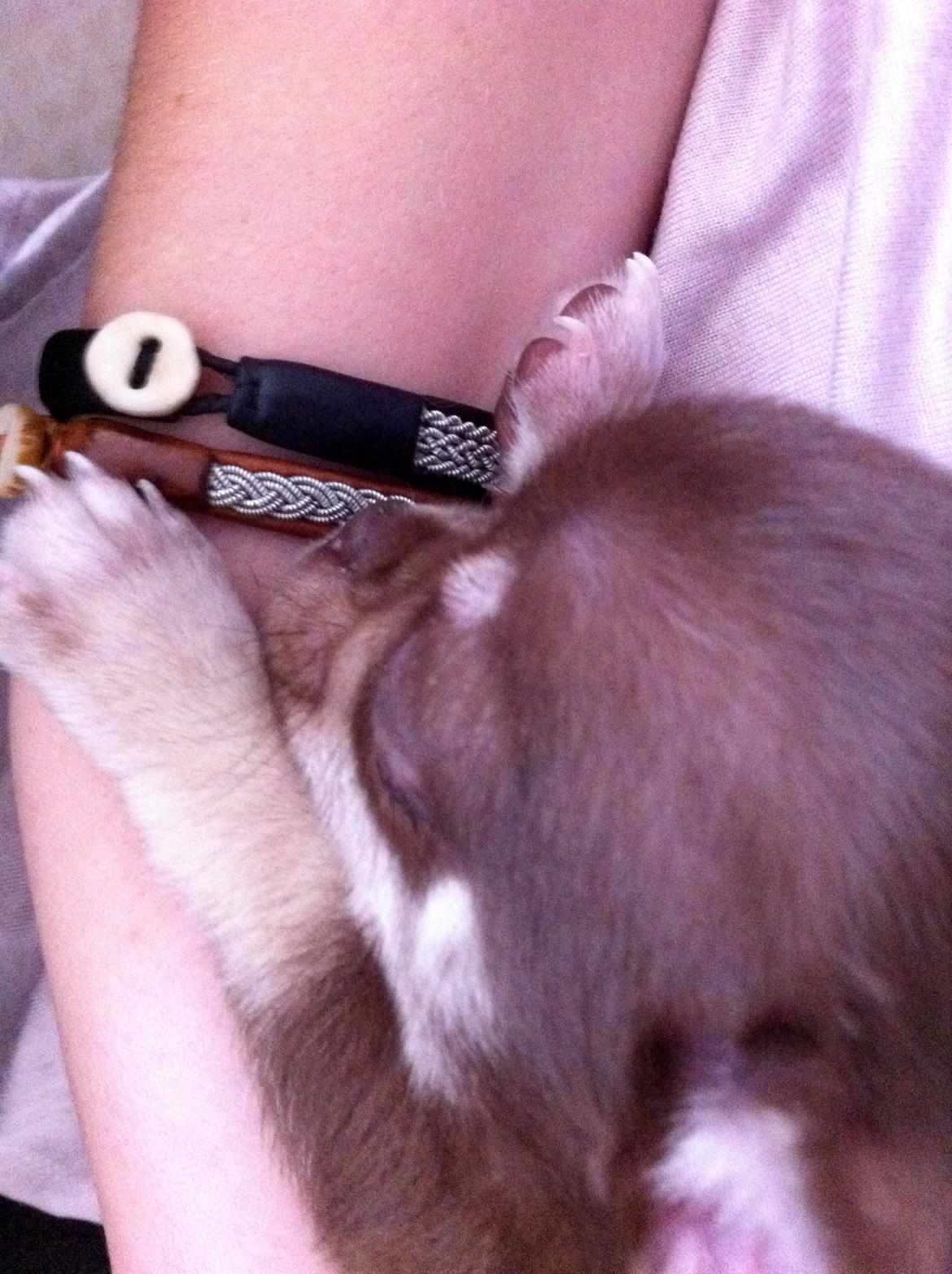 Chihuahua Pixie - Da vi besøgte hende som ca. 6 ugers. billede 2