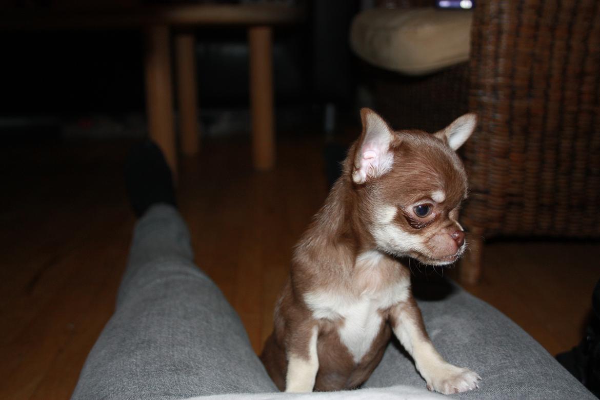 Chihuahua Pixie - 1. aften hjemme. billede 3