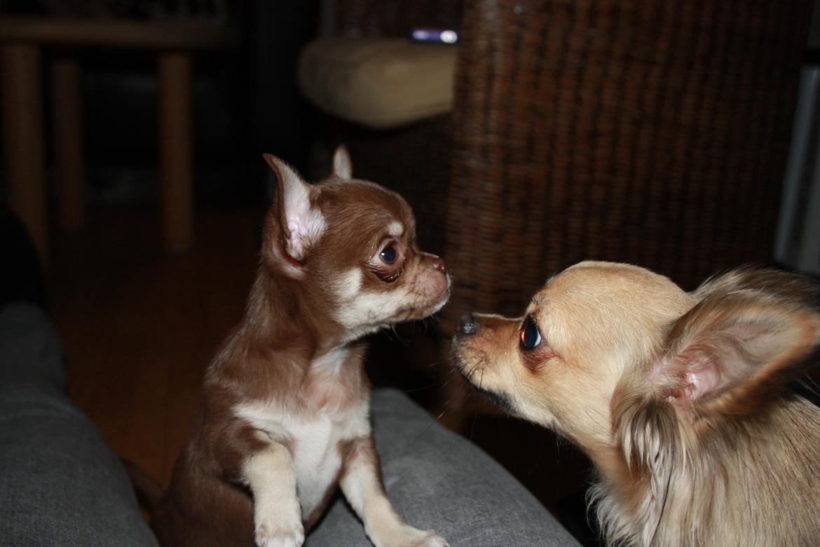 Chihuahua Pixie - 1. aften hjemme - med Alaia. billede 4