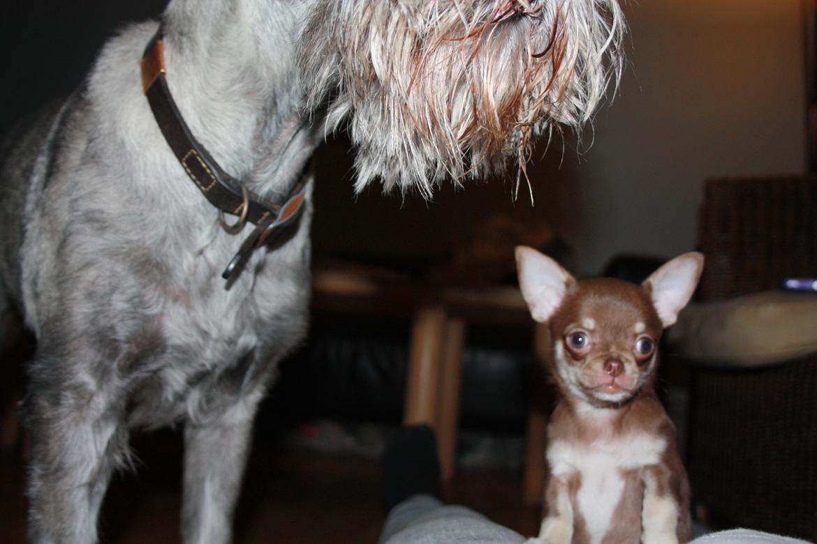 Chihuahua Pixie - 1. aften hjemme - med Barbie. billede 5