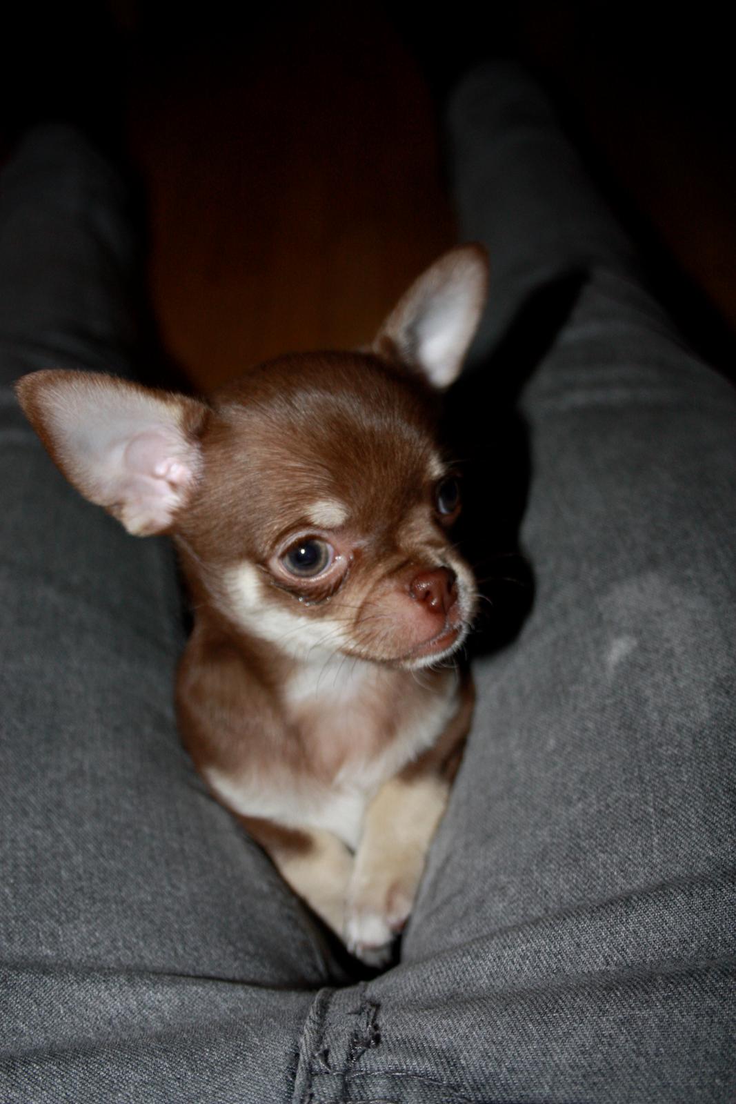 Chihuahua Pixie - 1. aften hjemme. billede 6