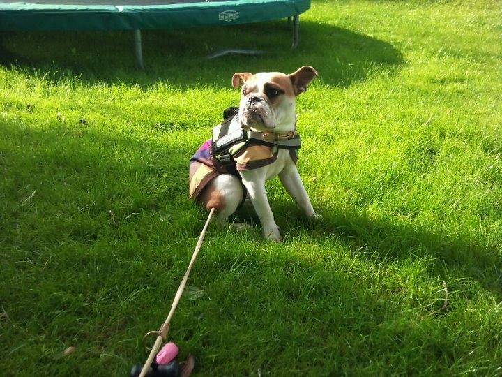 Blanding af racer William - Nyder efteråret i mine forældres have (: billede 7