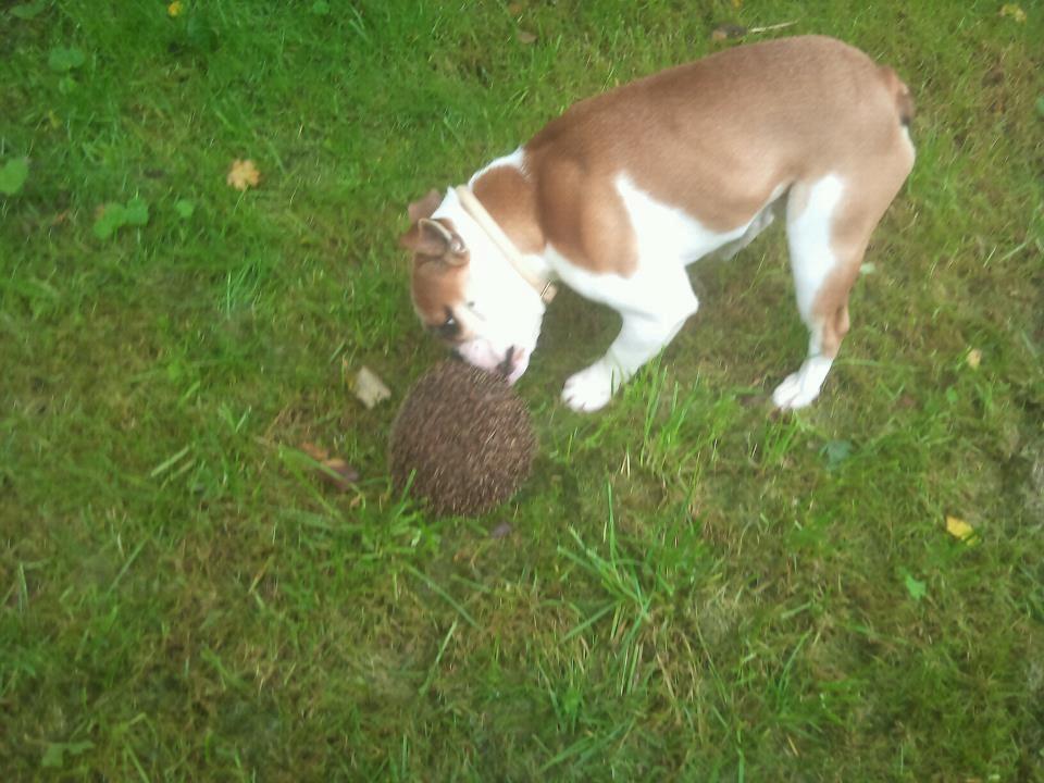 Blanding af racer William - "Hov, et pindsvin!" billede 8