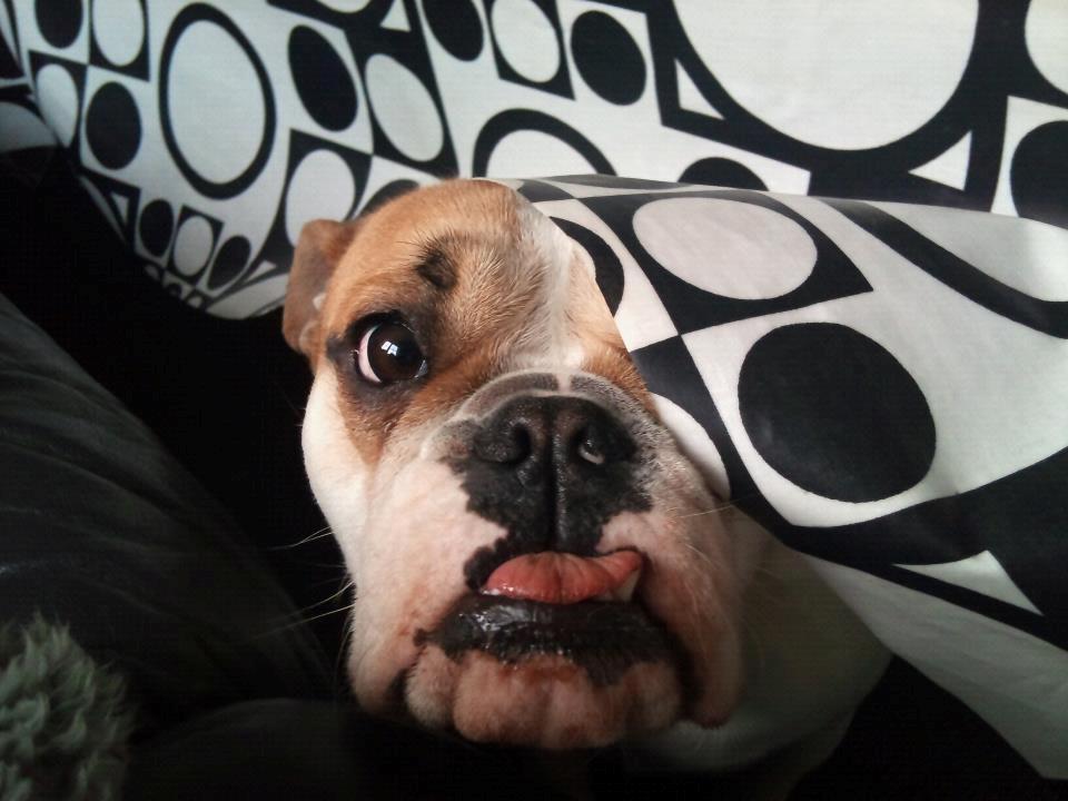 Blanding af racer William - "Mor, du kan ikke seeeeeeeeeeee miiiiiiiig!" :D billede 10