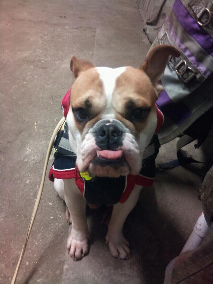 Blanding af racer William - William elsker at være med ude i stalden - han elsker nemlig hestene <3 billede 11