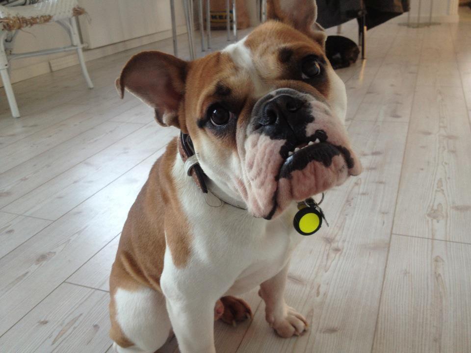 Blanding af racer William - "Er jeg ikke søøøøøød?" billede 12