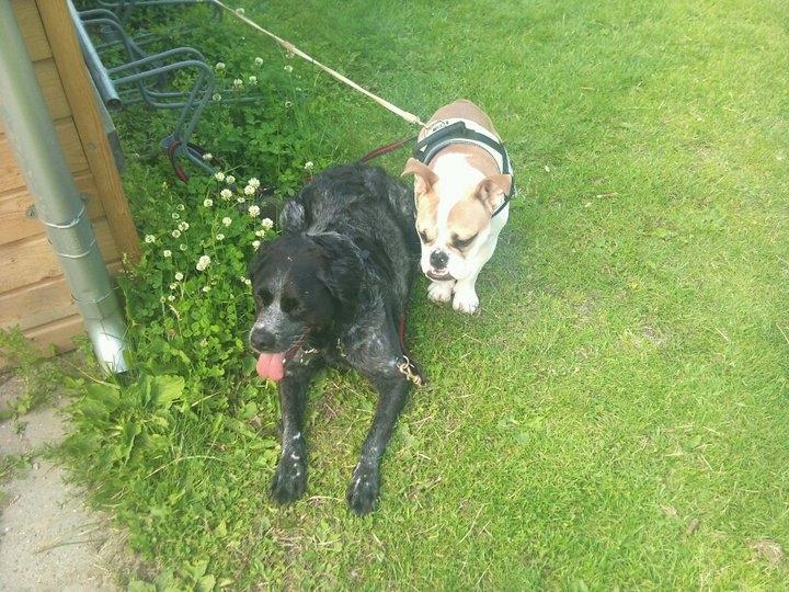 Breton Niko - Niko og William med på tur :) billede 7