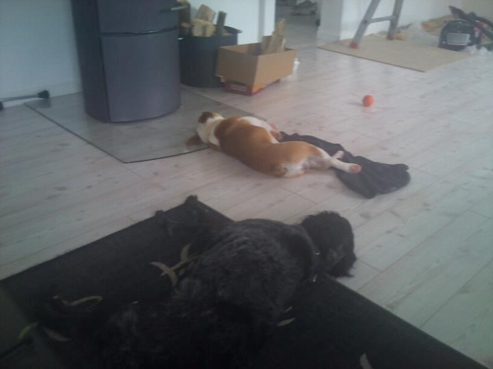 Breton Niko - Ja, endnu et afslapnings billede :P billede 8