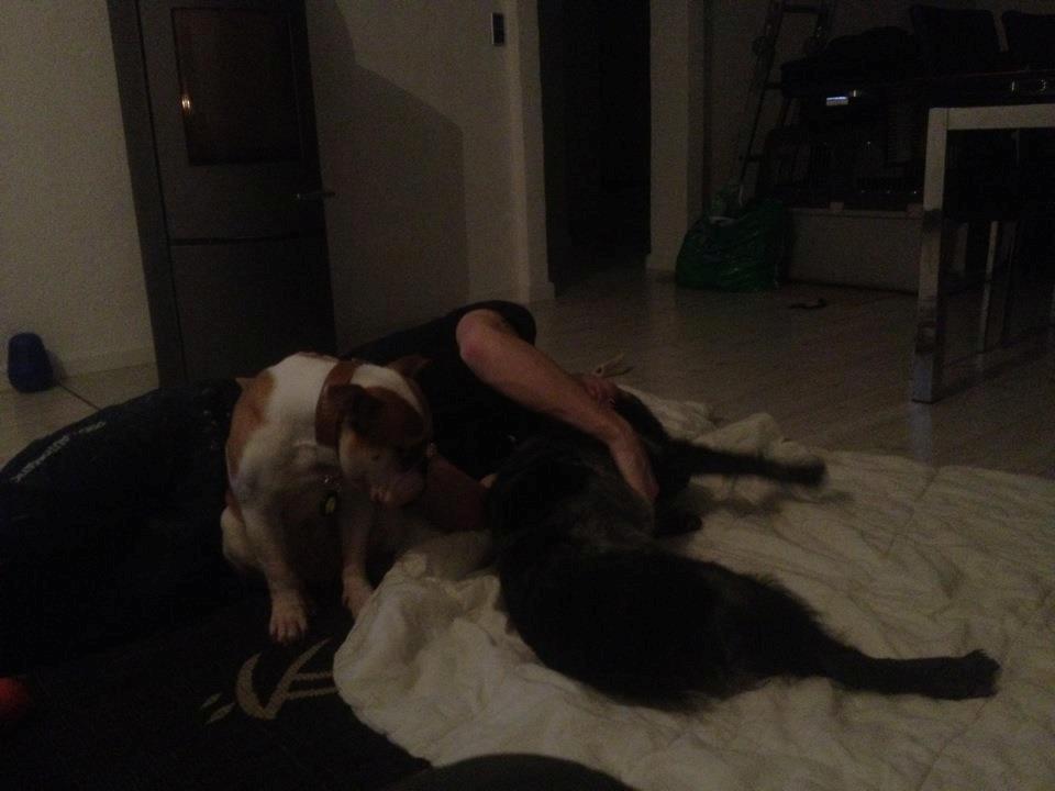 Breton Niko - Putte med far og William <3 billede 9