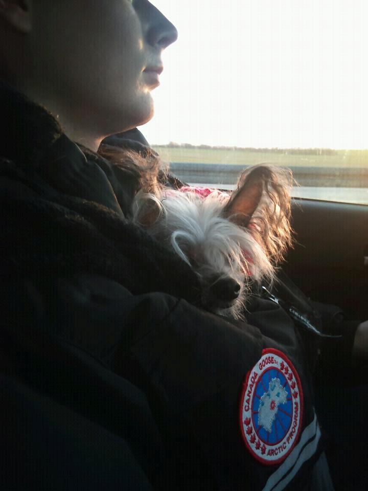 Chinese crested hårløs Cronhammar's Imperial China - Wilhelm oppe hos Ryan, under den varme jakke (: billede 15