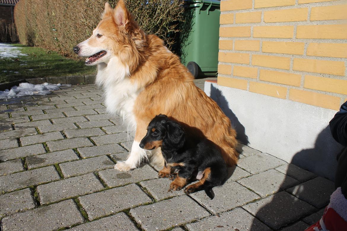 Dværggravhund Molly billede 7