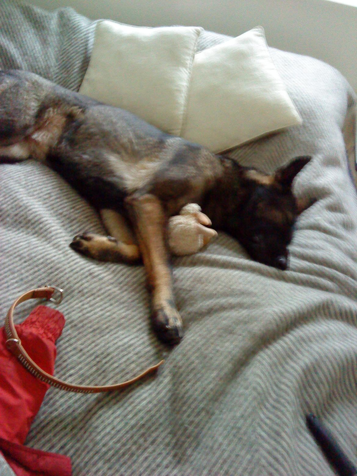 Schæferhund Malou billede 1