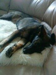 Schæferhund Malou billede 2