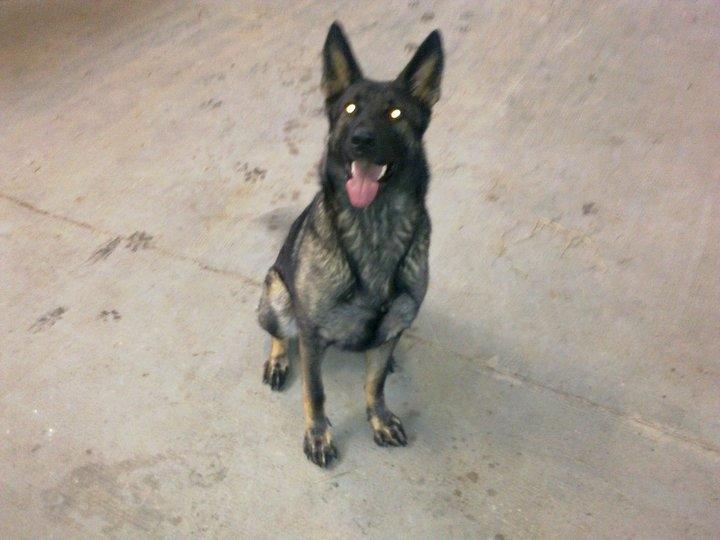 Schæferhund Malou billede 3